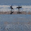 Summer Surfers, Polzeath