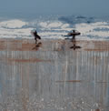 Atlantic Surfers, Polzeath, Cornwall.